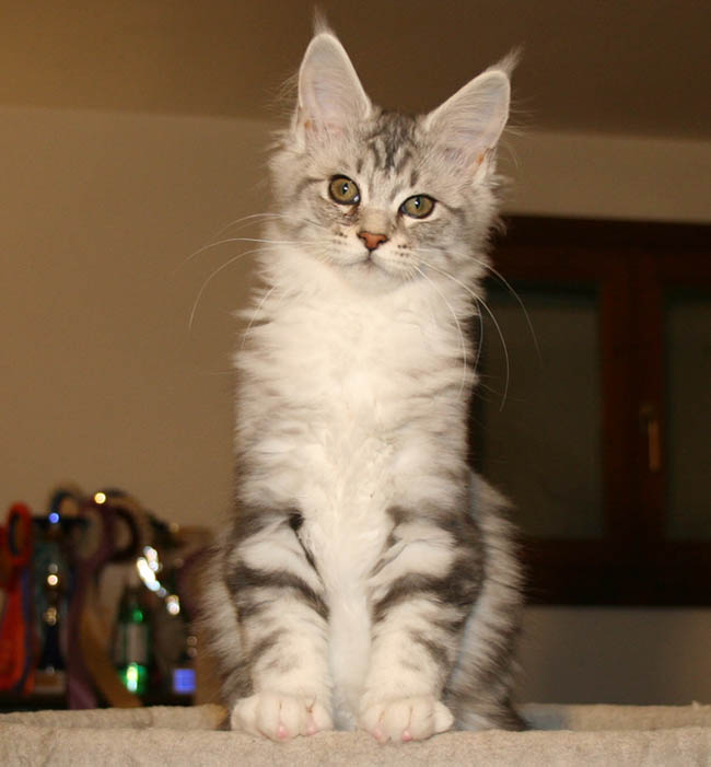 F4_cucc_r15.jpg