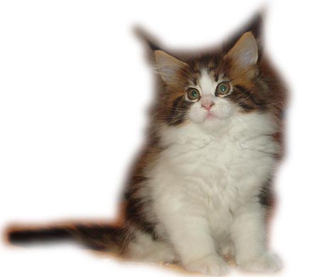 F1 - FEMMINA BROWN TABBY HIGHWHITE- 9 SETTIMANE - OPZIONATA