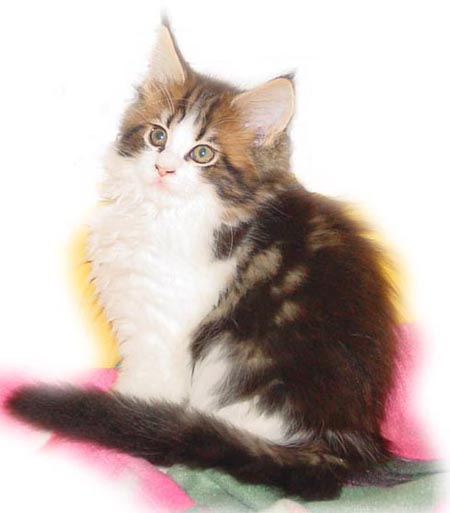 F2 - FEMMINA BROWN TABBY HIGHWHITE-9 SETTIMANE - RISERVATA-