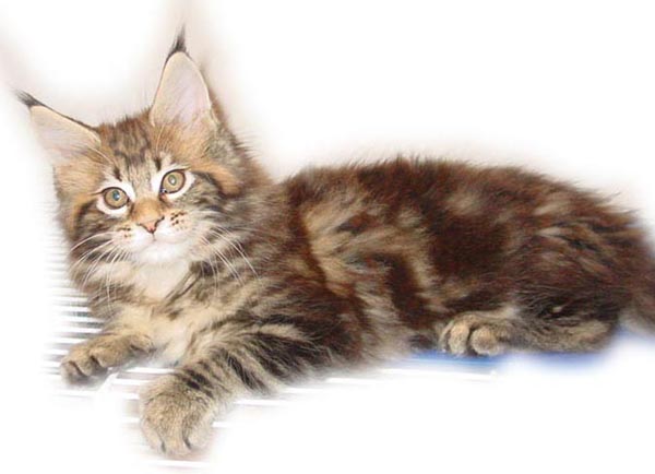 M1- MASCHIO BROWN TABBY BLOTCHED- 9 SETTIMANE- RESTA CN NOI