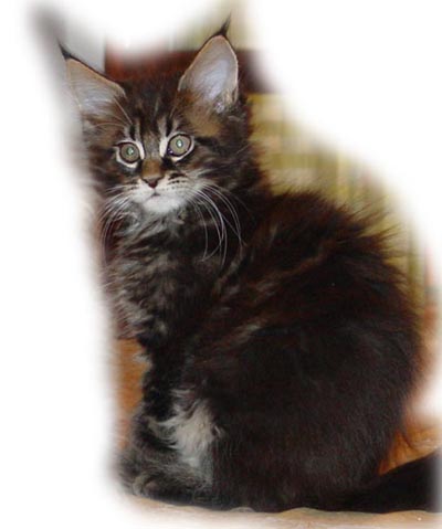 M2 - MASCHIO BROWN TABBY BLOTCHED- 9 SETTIMANE - RISERVATO
