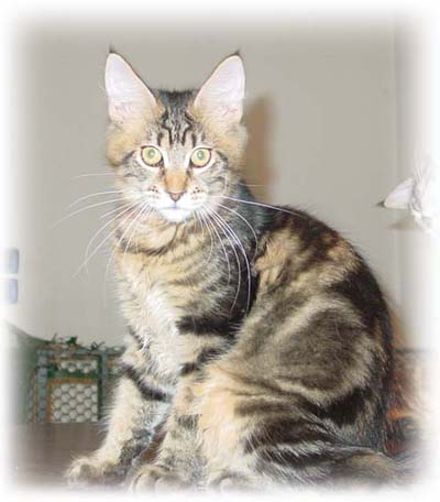 PLANETCOON MAGIC MIRACLE II- FEMMINA BROWN TABBY BLOTCHED -