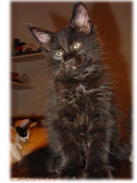 PLANETCOON MARIO ATTILA - MASCHIO NERO -
