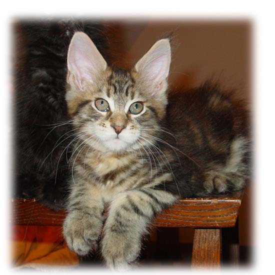 PLANETCOON MOZART .- MASCHIO BROWN TABBY -