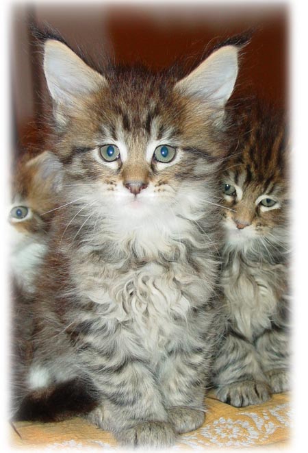 m1 - cucciolo maschio brown tabby mackarel