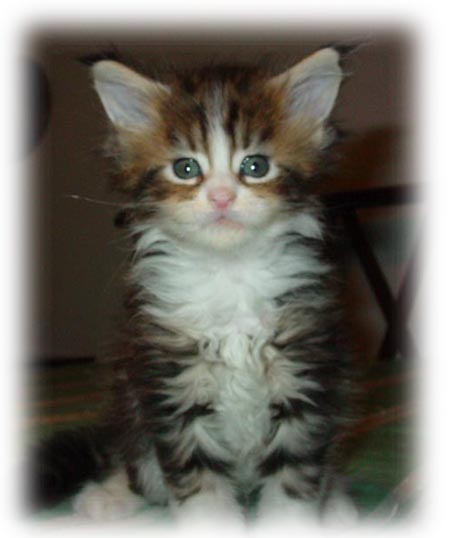 F1 - femmina brown tabby con bianco