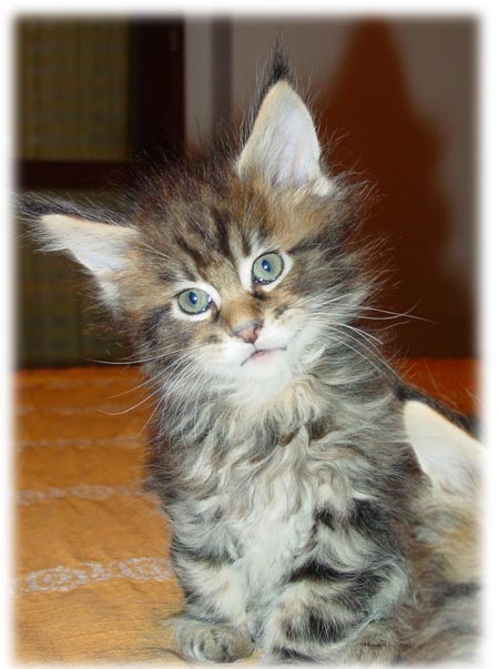 M2 - maschio brown tabby blotched 