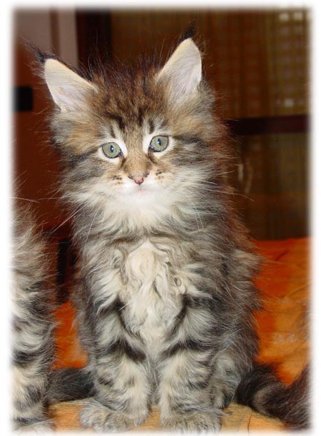 M3 - maschio brown tabby blotched - 8 settimane