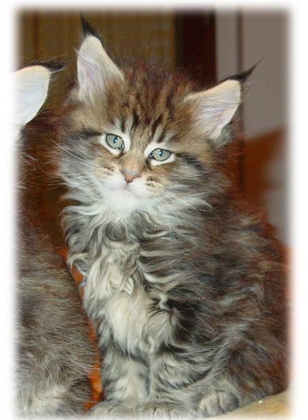 M4 maschio brown tabby blotched 8 settimane