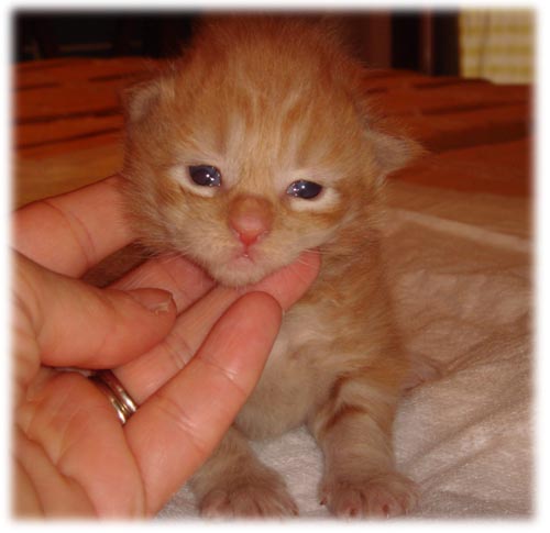 m3 - MASCHIO RED TABBY