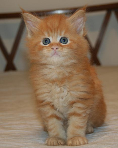 nirvana 6 weeks