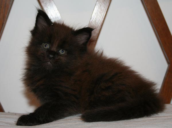 NO Angel 6 weeks