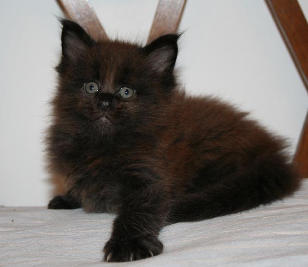 NO Angel 6 weeks