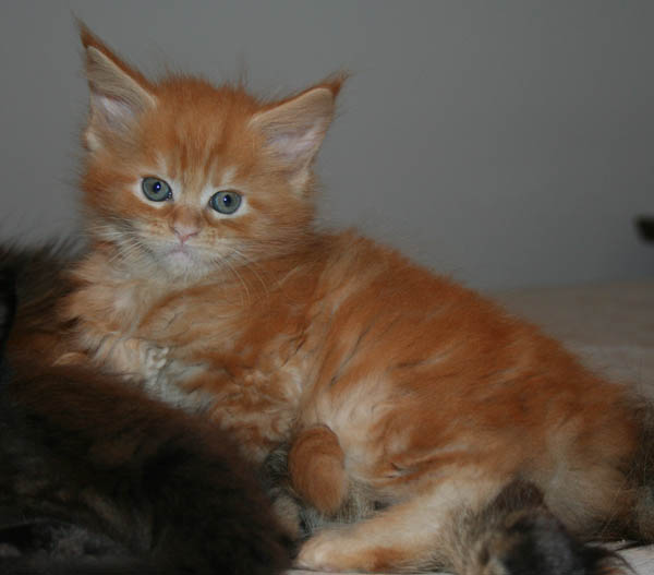 7 weeks 7 weeks