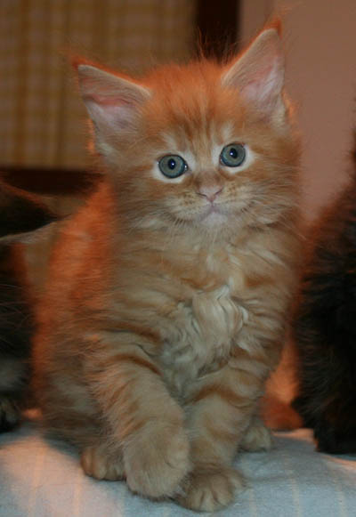 7 weeks