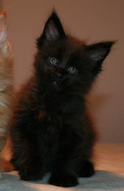 7 weeks