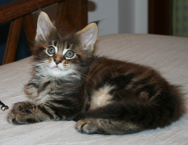 7 WEEKS