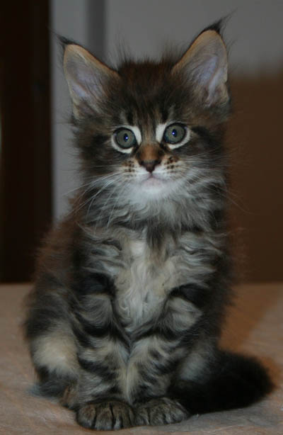 7 WEEKS