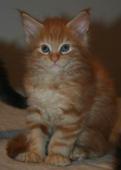 7 WEEKS