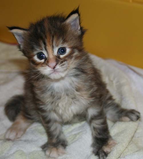 3 WEEKS 3 WEEKS