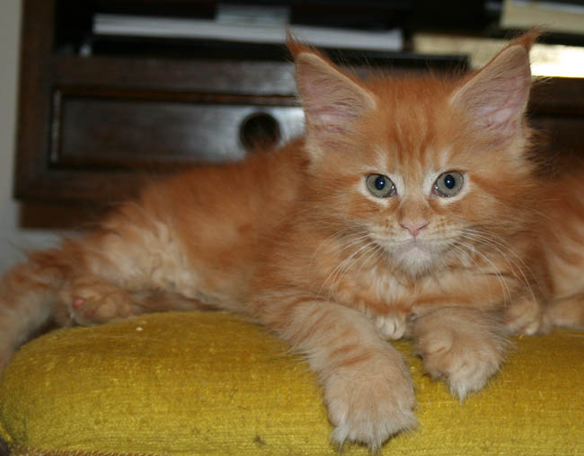 9 WEEKS