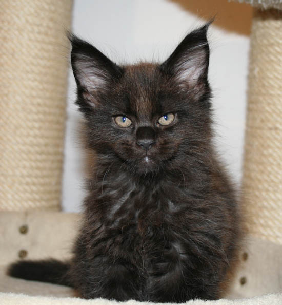 9 WEEKS