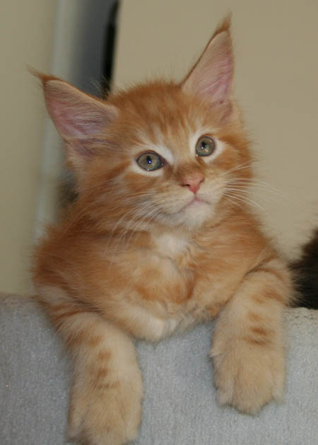 9 WEEKS