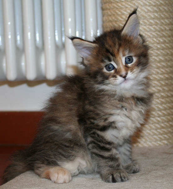 5 WEEKS