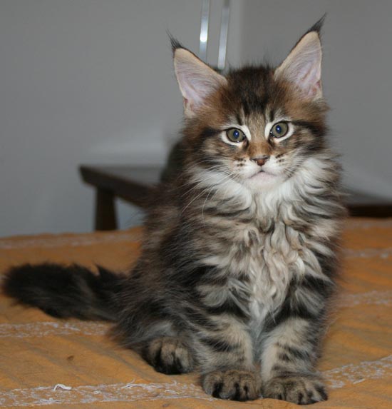 9 weeks
