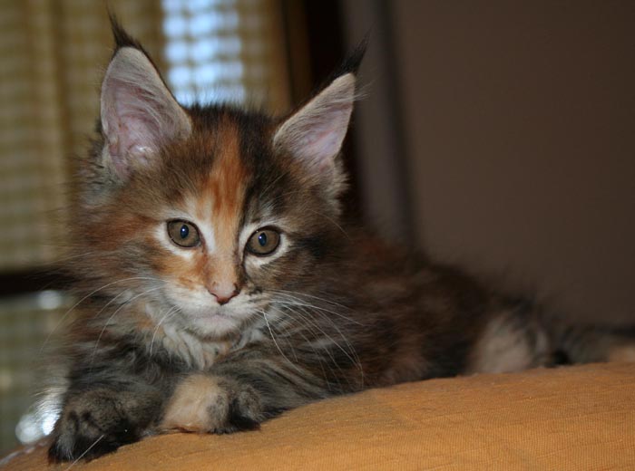 9 weeks