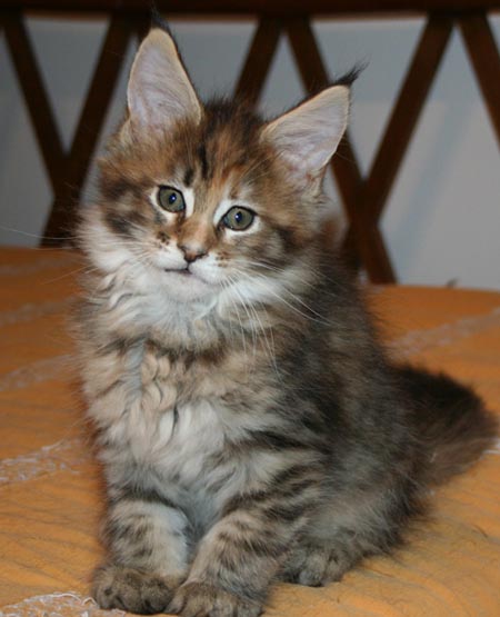 9 WEEKS