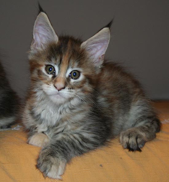 9 WEEKS 