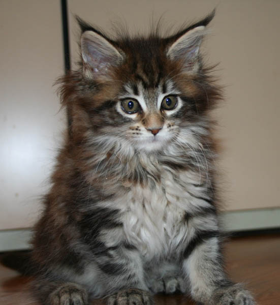 9 weeks