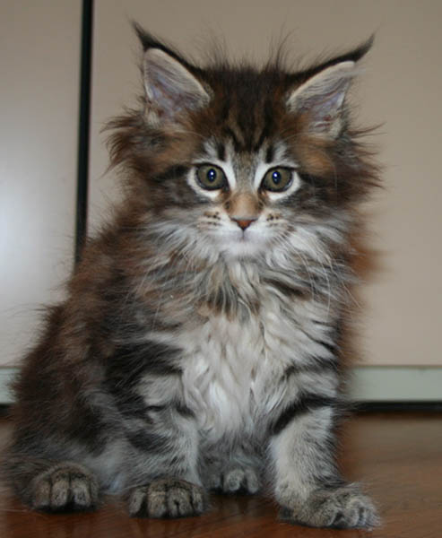 9 weeks
