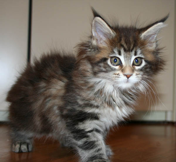 9 weeks