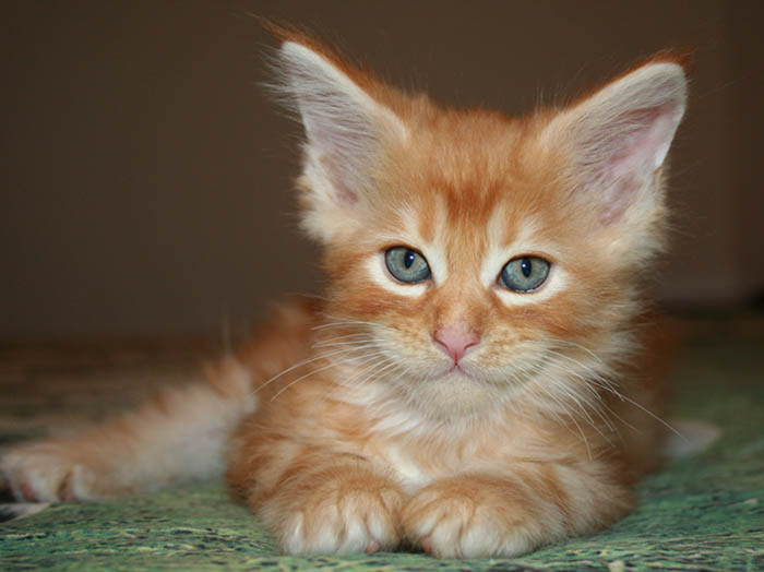 7 weeks