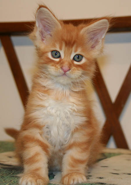 7 weeks
