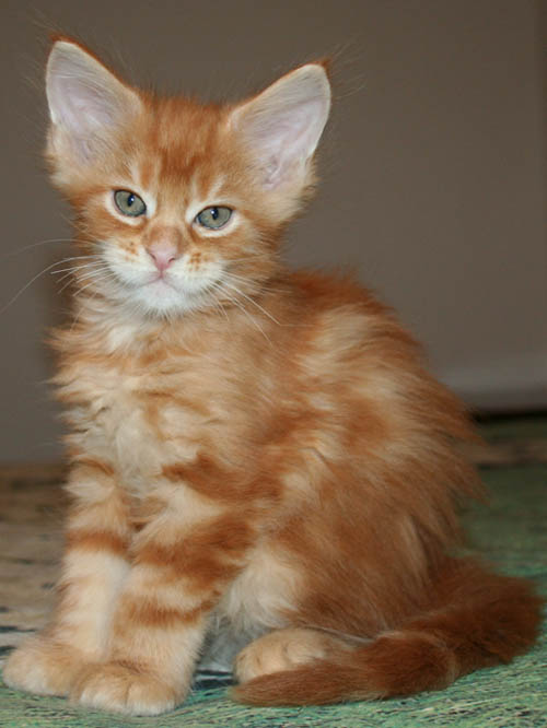 7 weeks 7 weeks