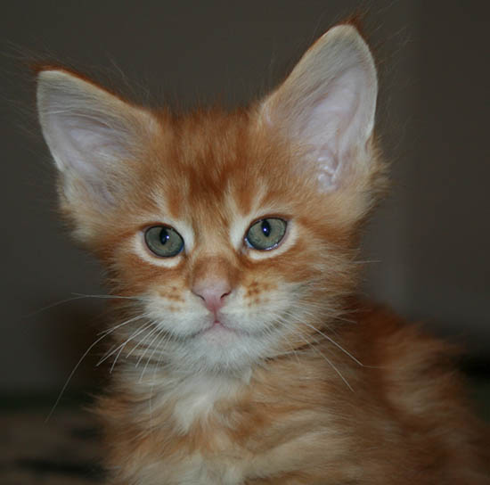 7 weeks