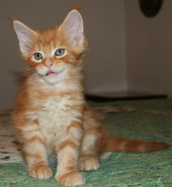 7 weeks