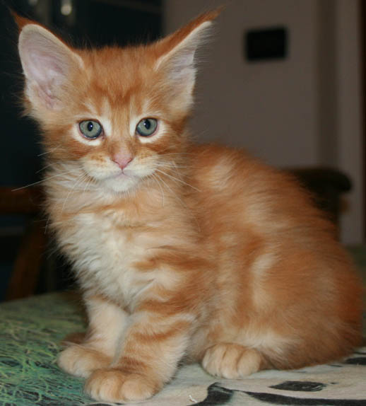7 weeks