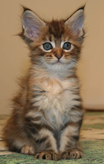 7 weeks