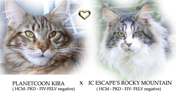 Planetcoon Kira X Escape's Magic Miracle