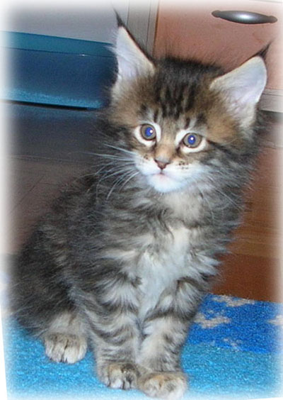 F1 - FEMMINA TORTIE TABBY BLOTCHED- 6 SETTIMANE -