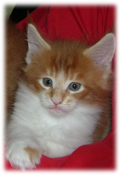 M1- MASCHIO RED TABBY BLOTCHED CON BIANCO - 6 SETTIMANE