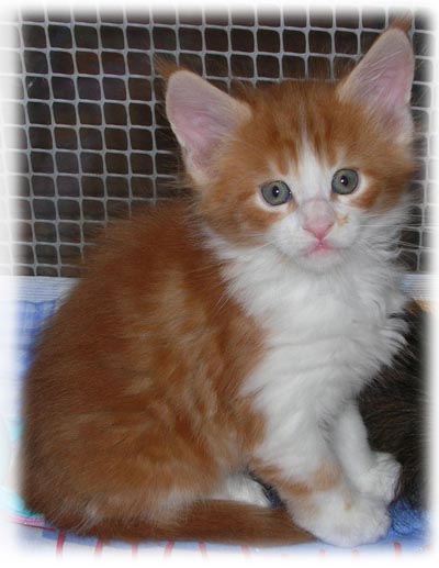 M2 - MASCHIO RED TABBY BLOTCHED CON BIANCO - 6 SETTIMANE