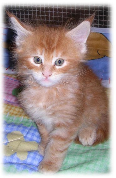 M3 - MASCHIO RED TABBY BLOTCHED - 6 SETTIMANE