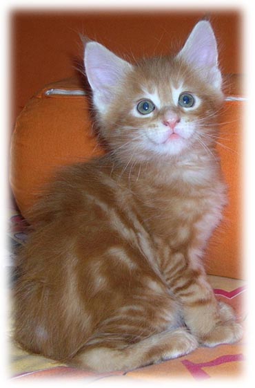 M4 - MASCHIO RED TABBY BLOTCHED- 6 SETTIMANE